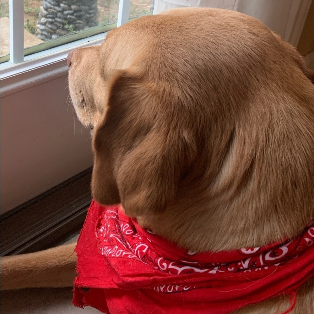 Frank & Eileen Mary Shirtdress Grey White Linen Stripe Long Sleeve Button XS EUC - Picture 7 of 7